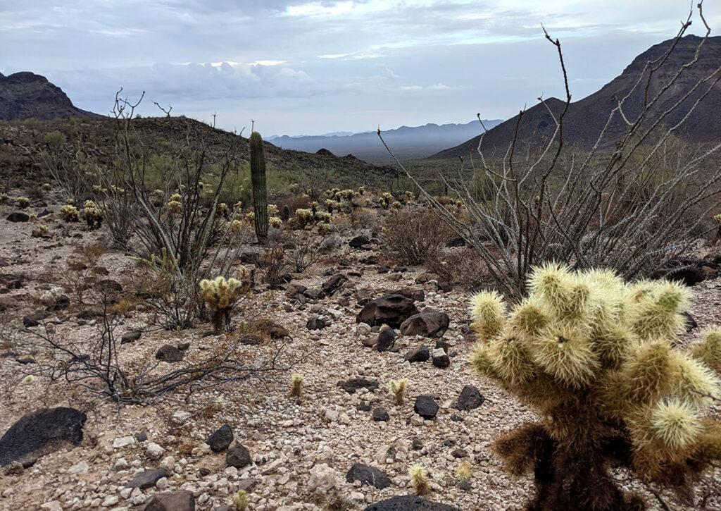 Ocotillos at Cabeza Prieta National Wildlife Refuge, Ajo, AZ - choose plants that fit the desert environment