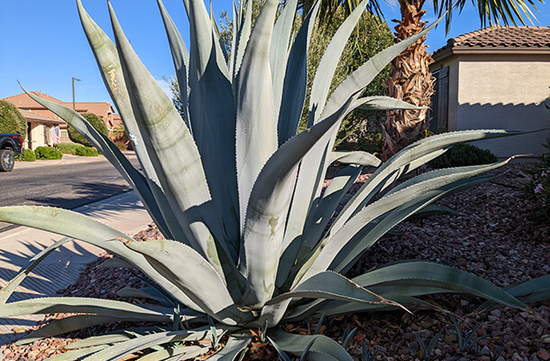 large century agave plant
