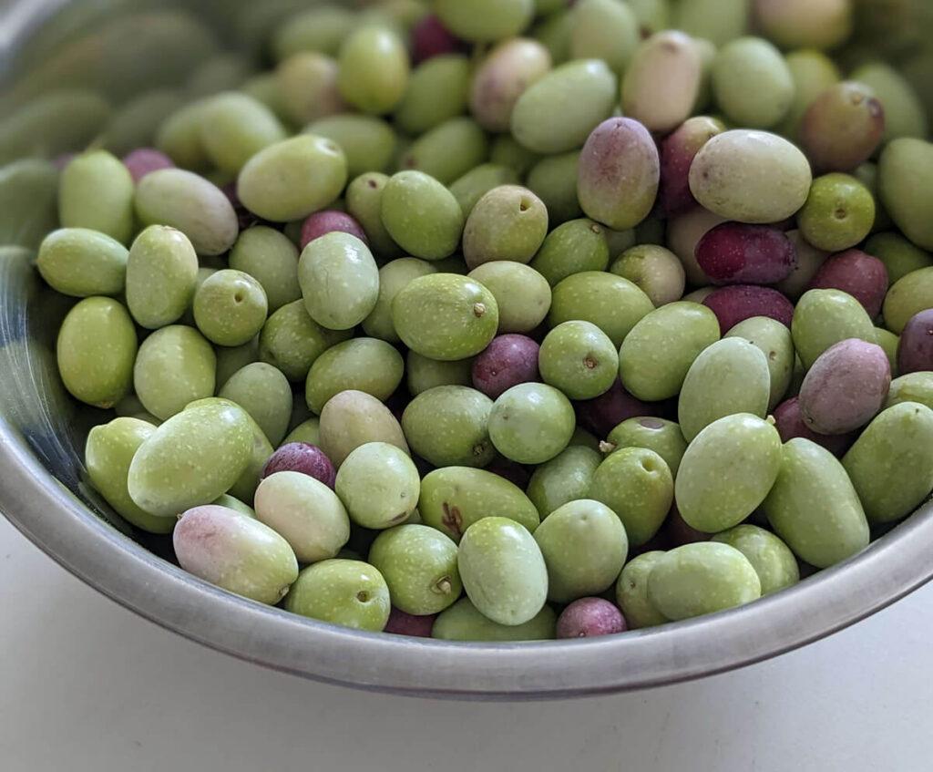 olives (Oleo Europaea) picked from my back yard