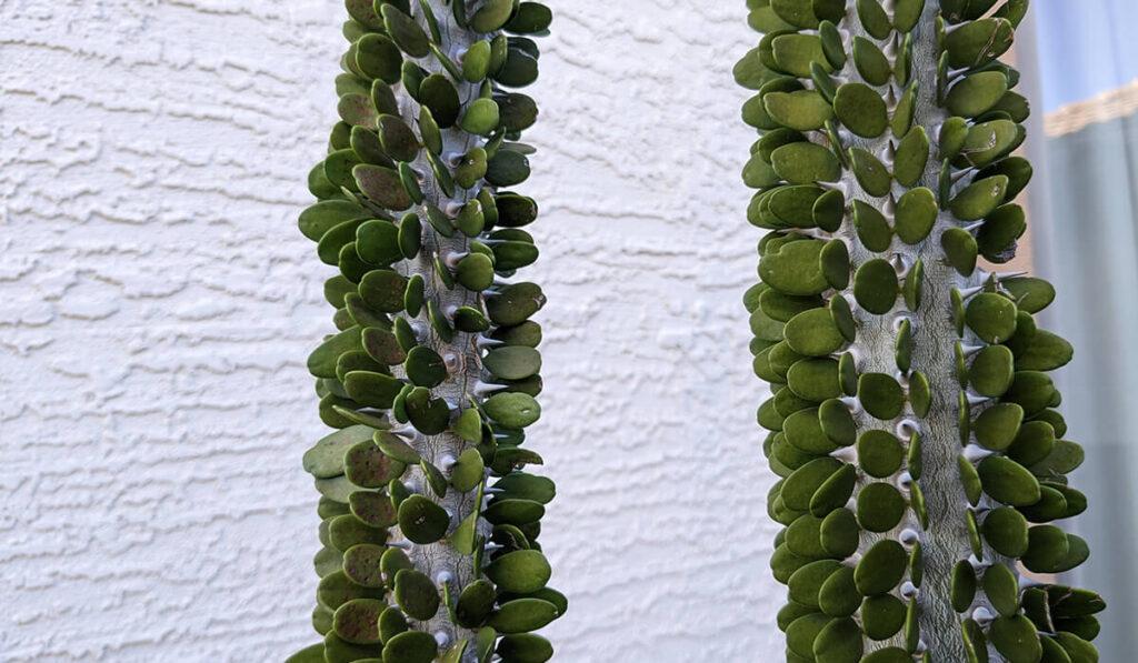 Choose Plants that Fit a Desert Environment