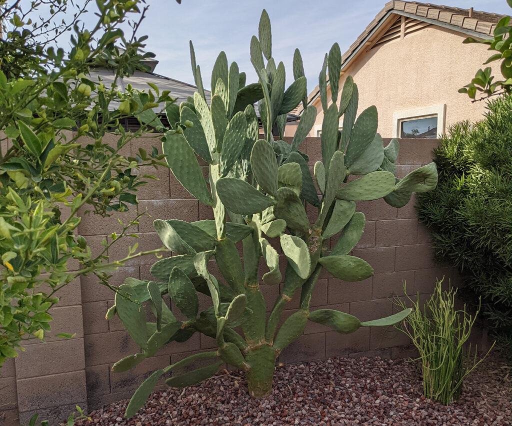 Prickly Pear Cactus