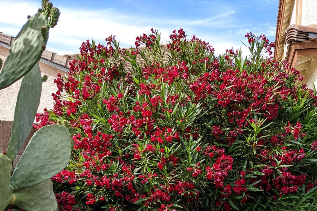 drip irrigation versus hand watering