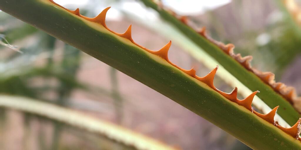 Close-up of Thorns on the Petiole of a Mexican Fan Palm