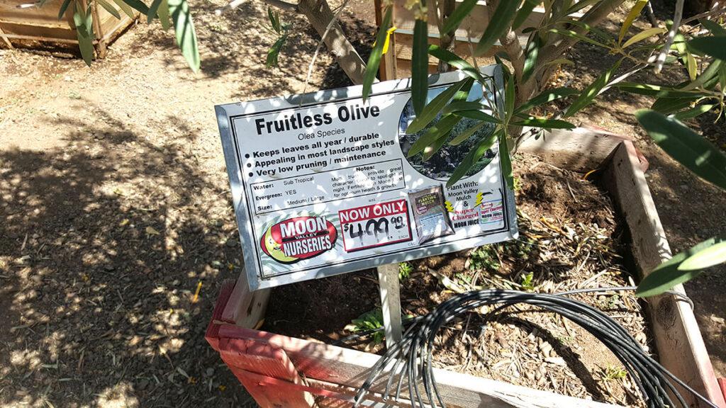 fruitless olive tree for sale at Moon Valley Nursery