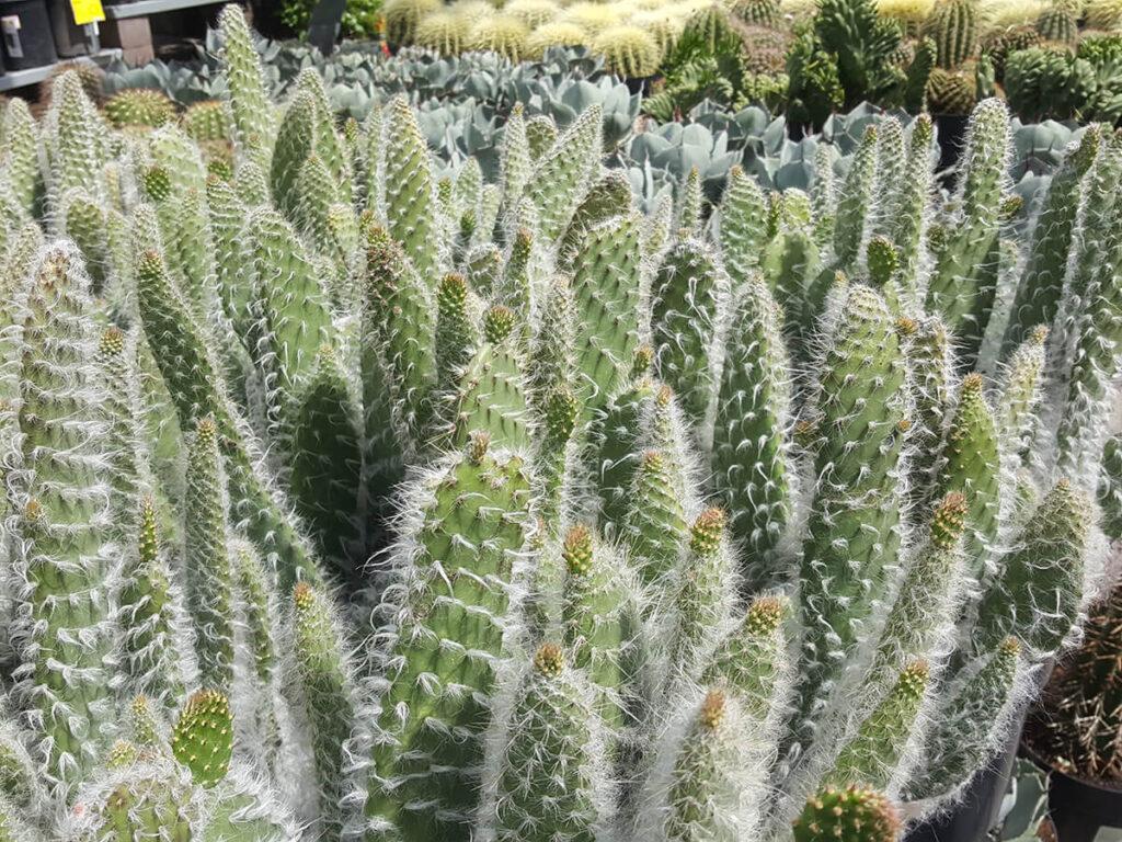 array of desert plants for sale at lowes