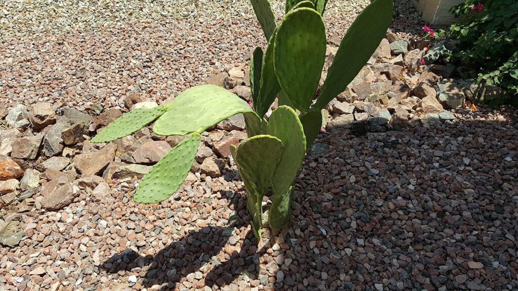 Prickly Pear Drooping from Intense Heat