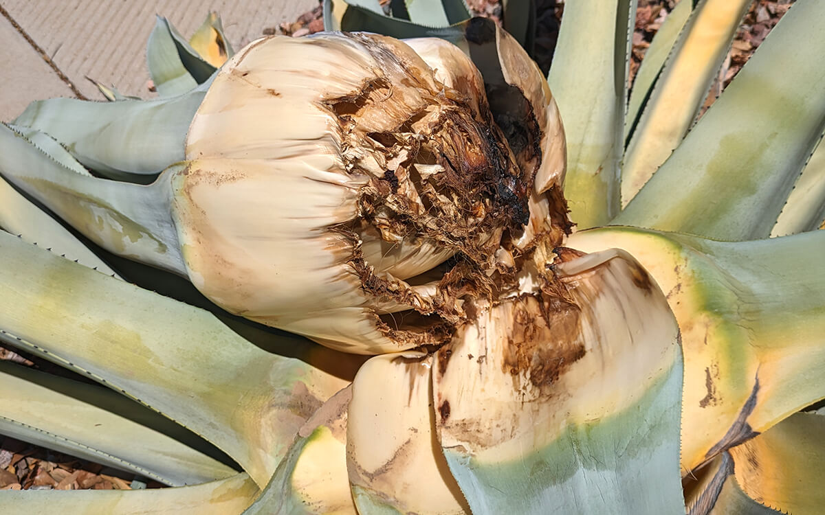 agave with rotting flesh