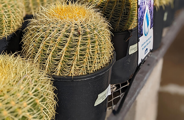 golden barrel cacti for sale at lowes garden center