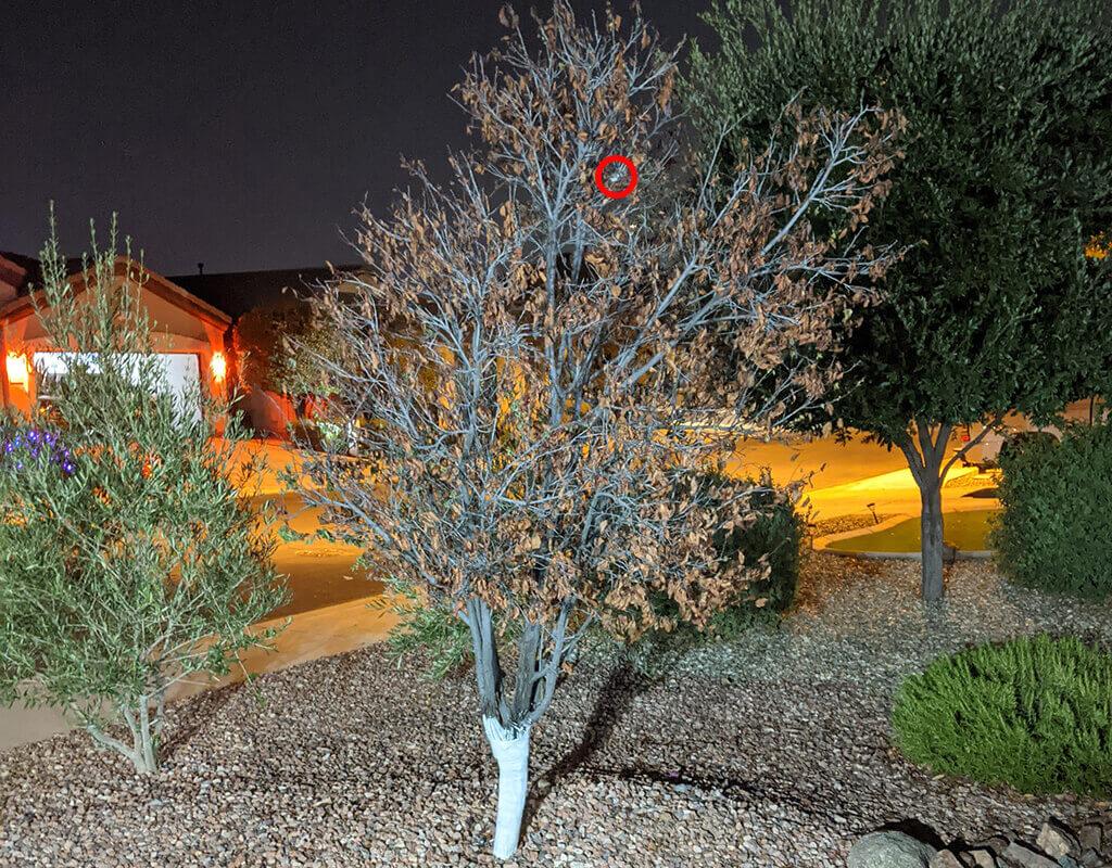 purpleleaf plum copy