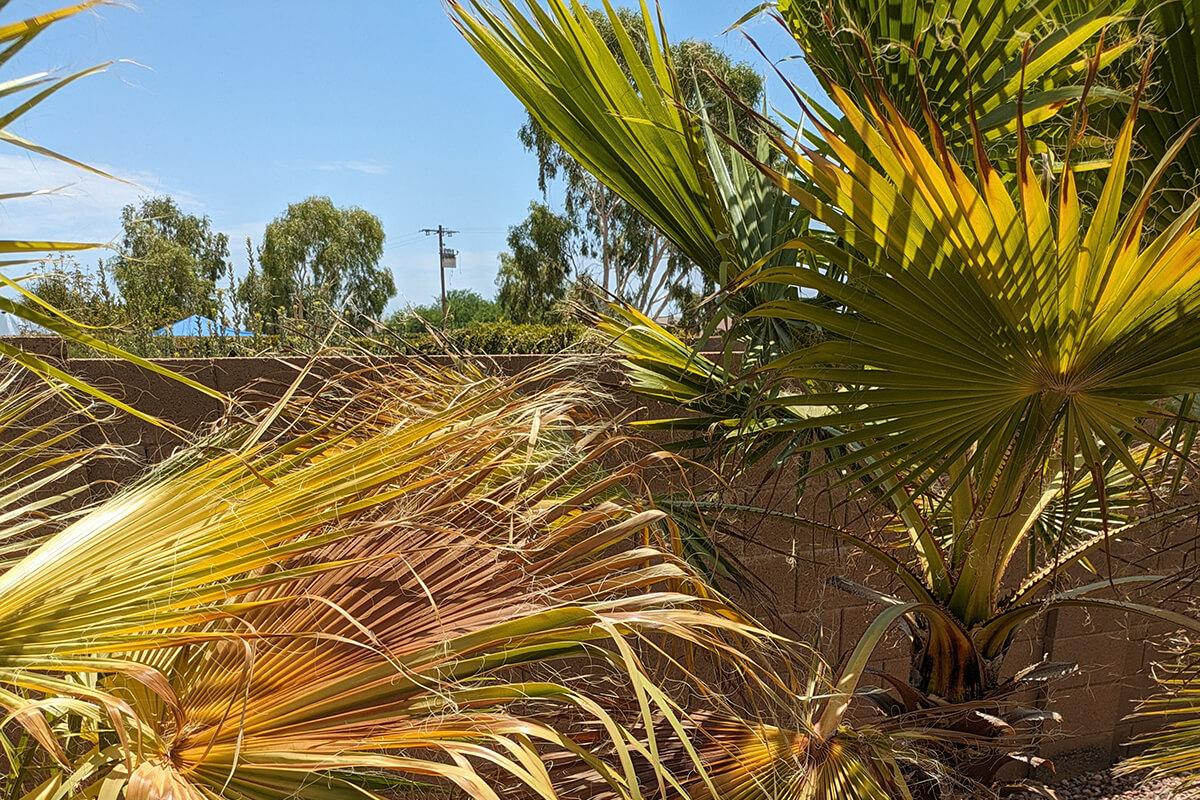 how to protect plants in a heatwave, mexican fan palms scorched by the sun