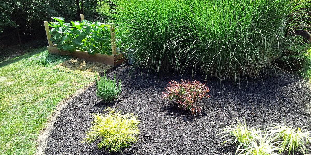 Ornamental grasses common on the east coast require a lot of water