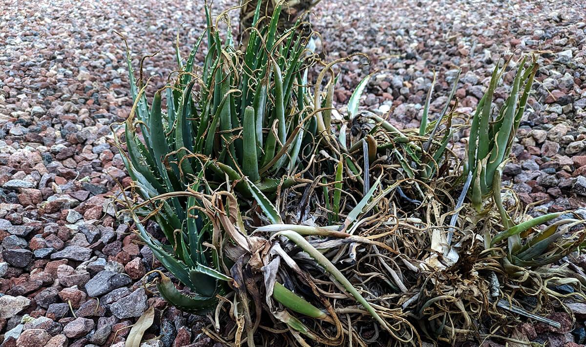 aloe vera damaged by extreme temperatures