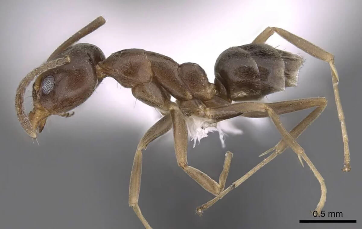 Argentine ant (Linepithema humile)