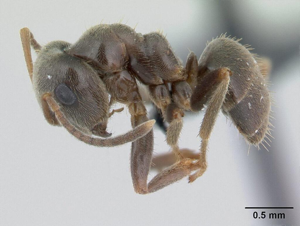 black ant or garden ant