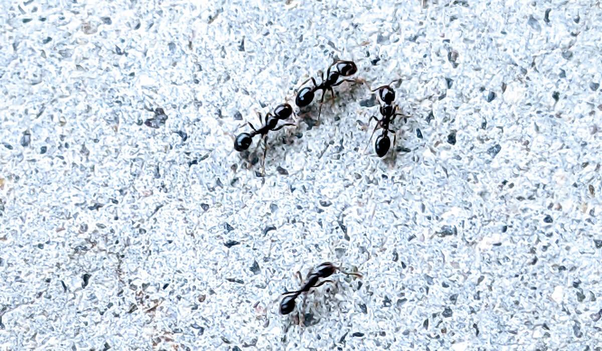 rid your house of ants - pavement ants on an outdoor patio