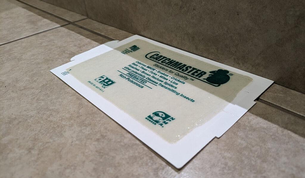 catchmaster glue board