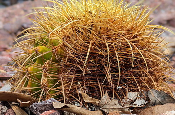 golden barrel exposed to heatwave