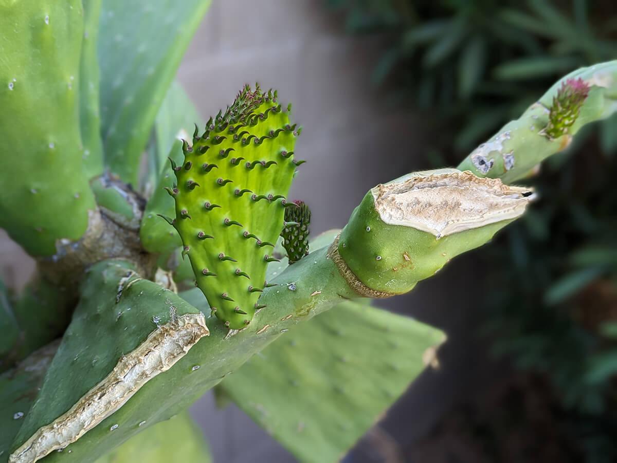 How To Easily Propagate Prickly Pear Cactus How To Easily Propagate Prickly Pear Cactus