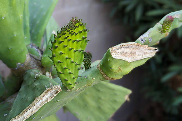 How to Easily Propagate Prickly Pear Cactus