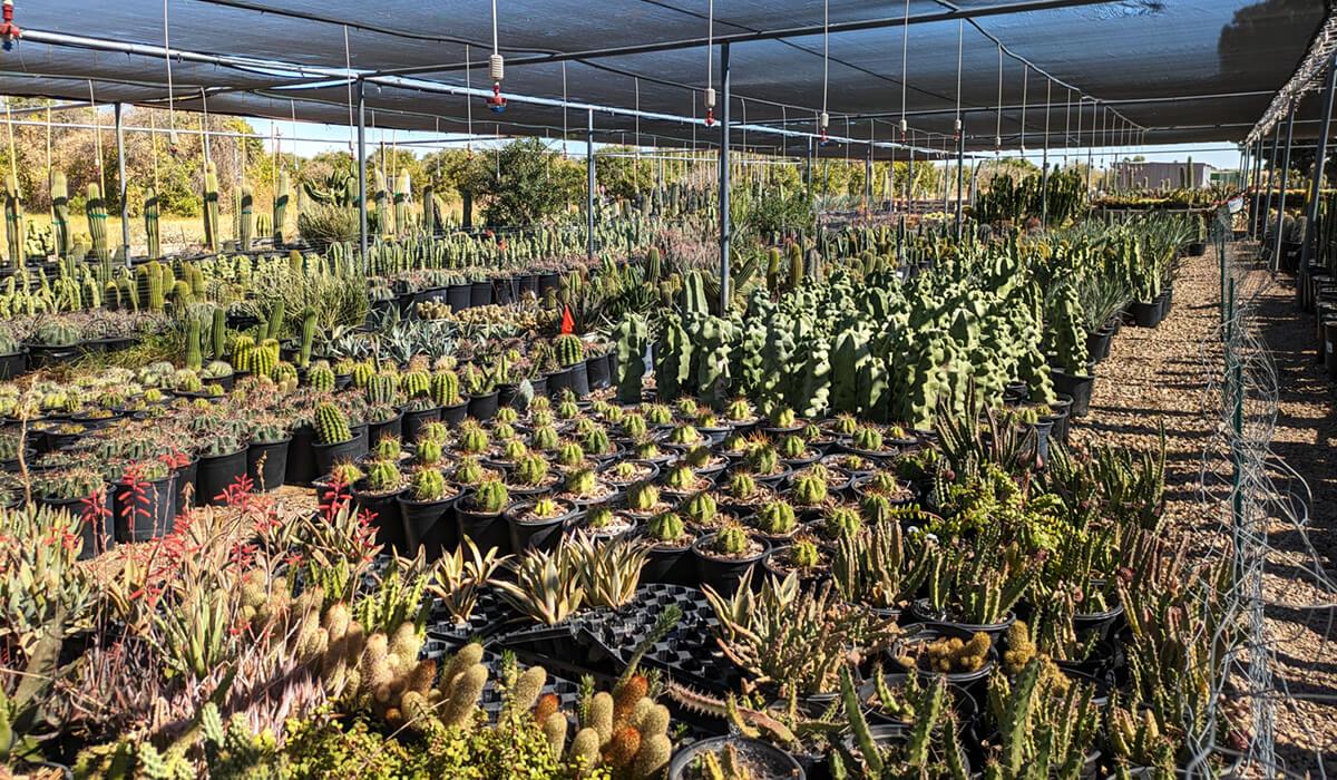 Arizona Cactus Grower, Surprise, Arizona