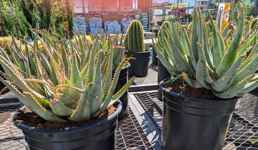 Blue aloe for sale at Lowes