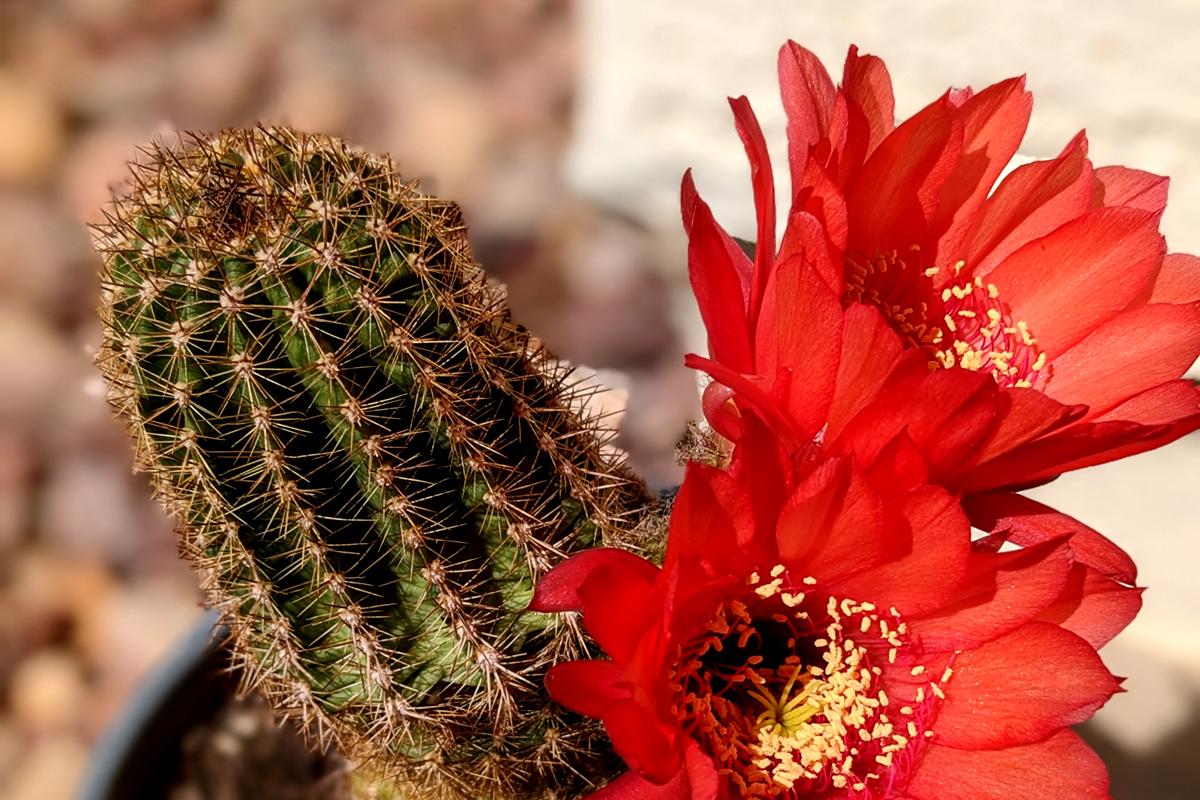 flowering cactus