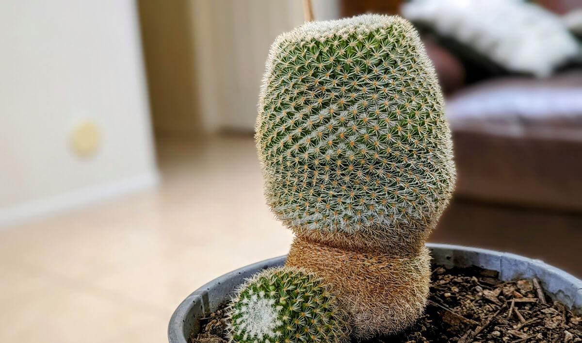 small cactus experiencing etiolation