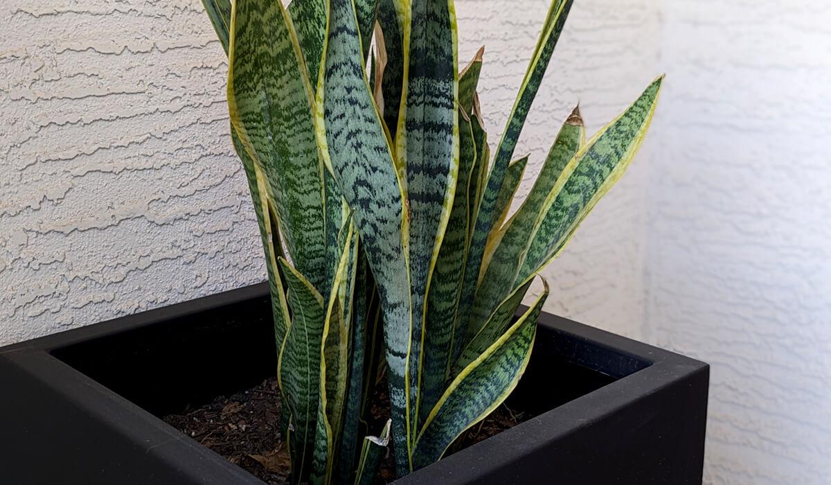 Snake plant outdoors in full shade