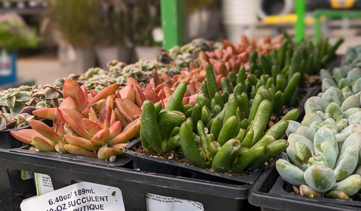Succulents available at Lowes