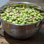 freshly picked arbosana cured olives