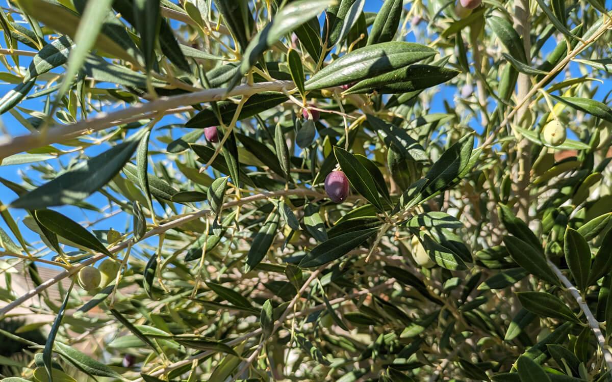arbosana olive tree with ripe (purple) olives