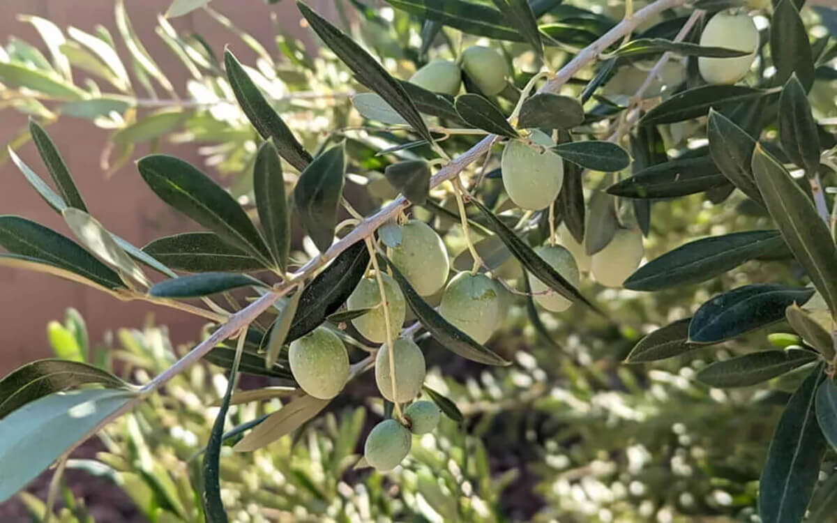 arbosana olives ready for harvest