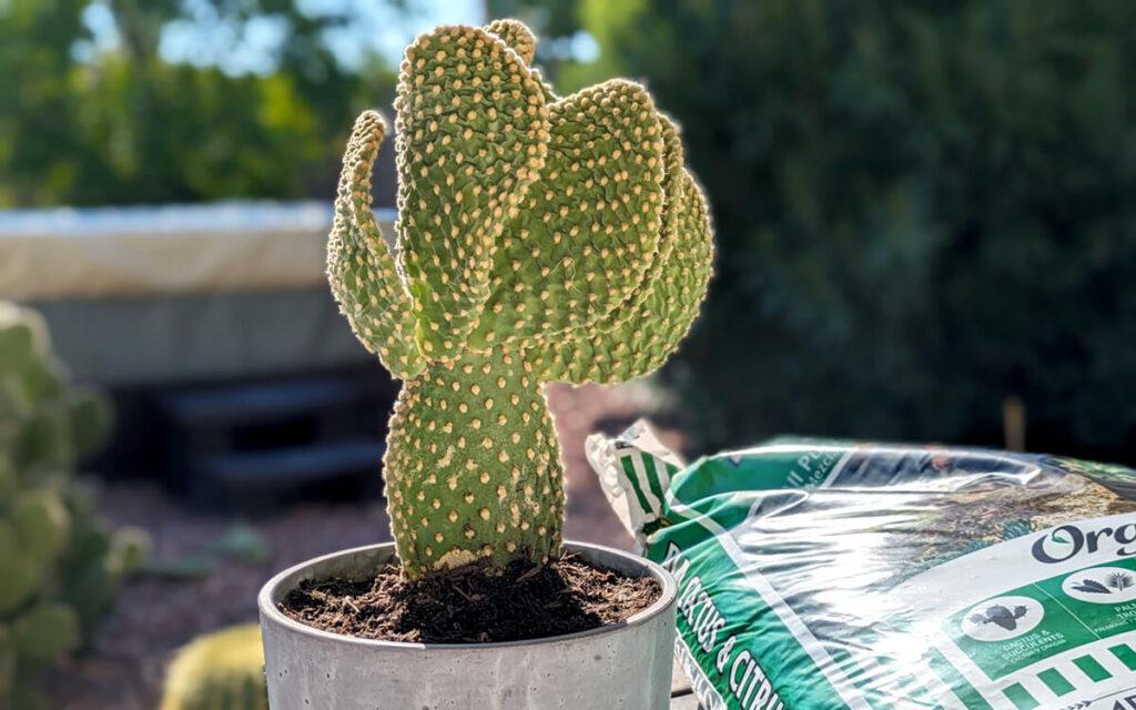propagated bunny ear cactus in a concrete pot