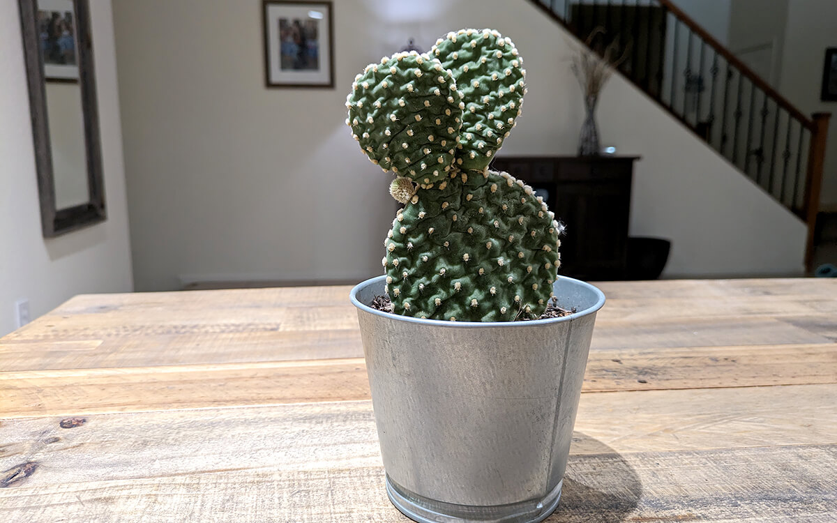 Bunny Ear Cactus (Opuntia microdasys)