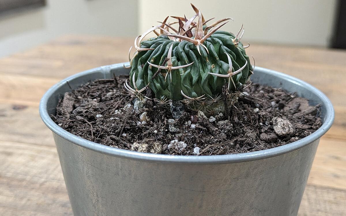echinofossulocactus, brain cactus