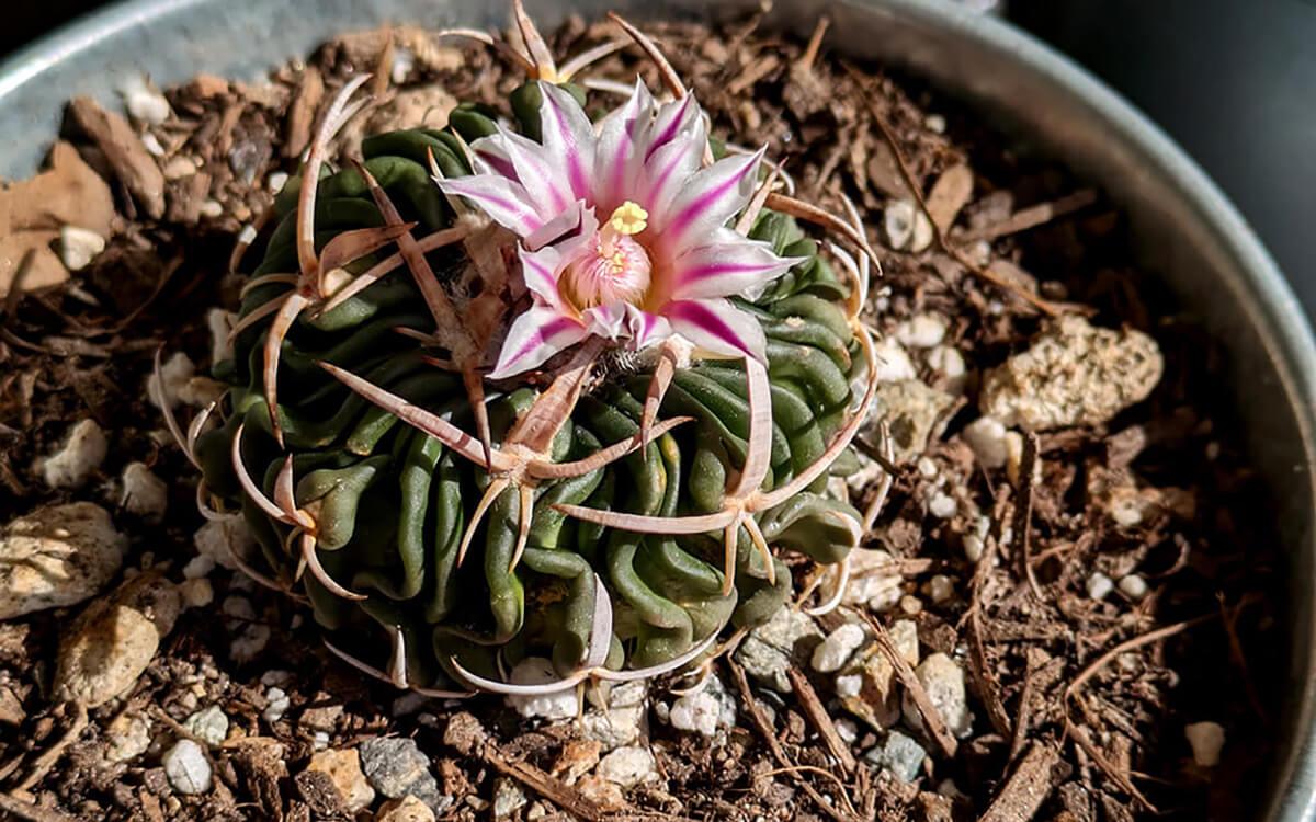 flowering echinofossulocactus cactus