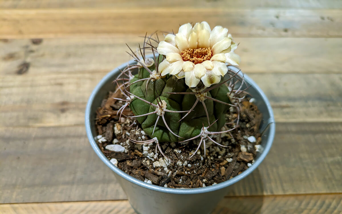 Flowering Gymnocalycium planfzii