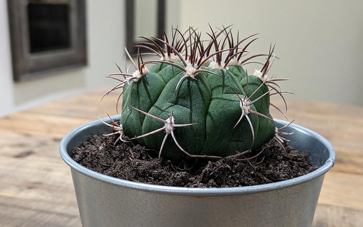 Gymnocalycium Planfzii