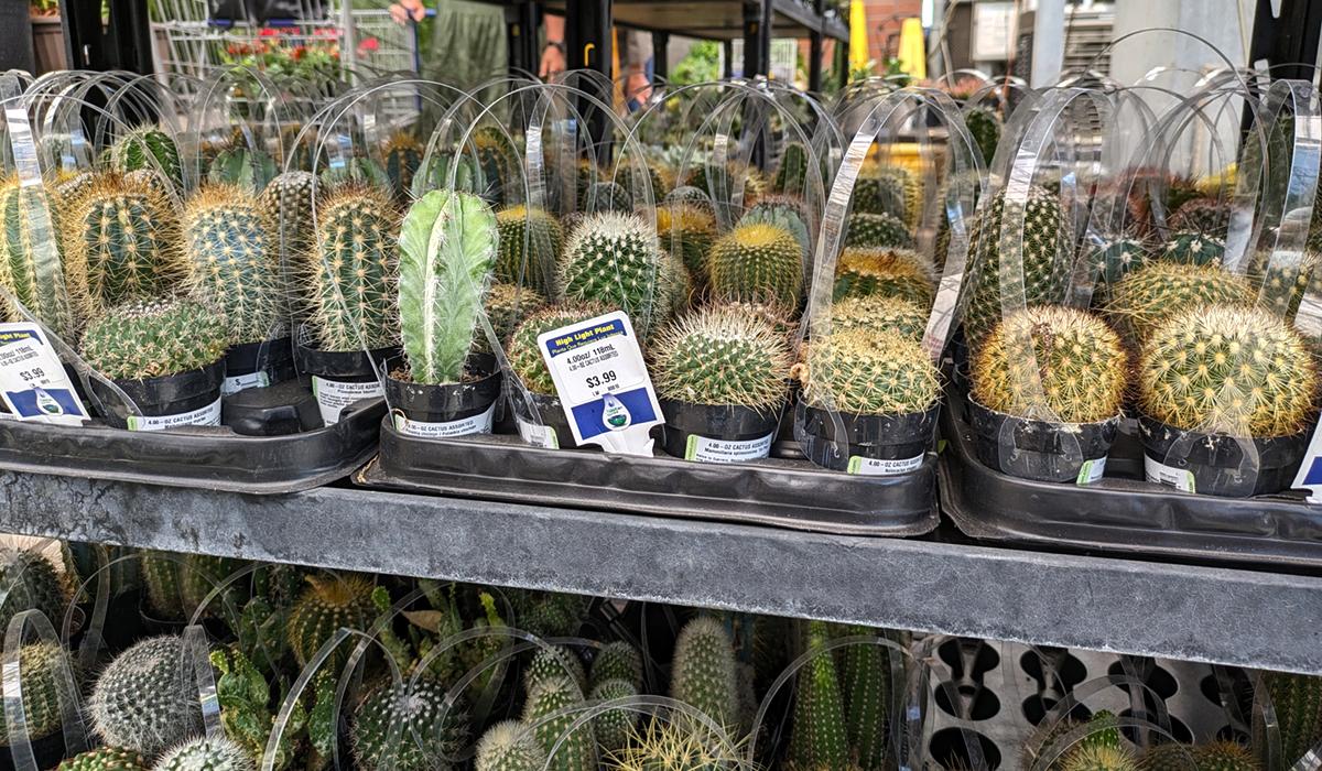 small cacti suitable for growing indoors