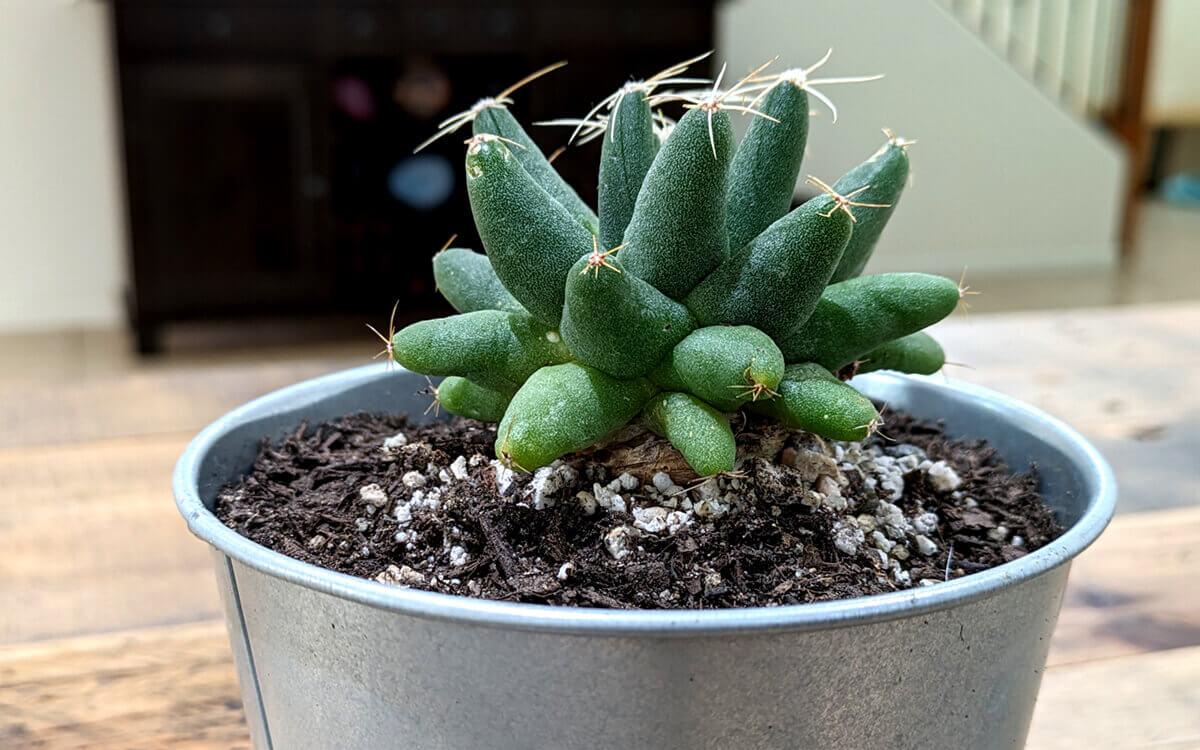 Mammillaria Maleluca cactus
