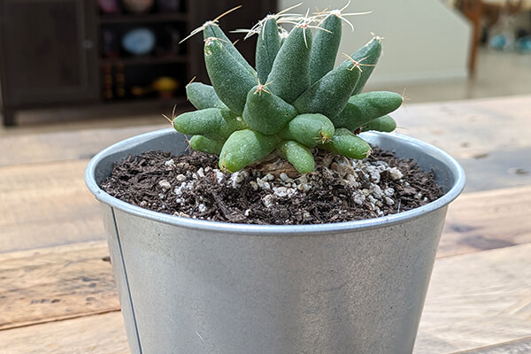 How to Care for an Indoor Cactus