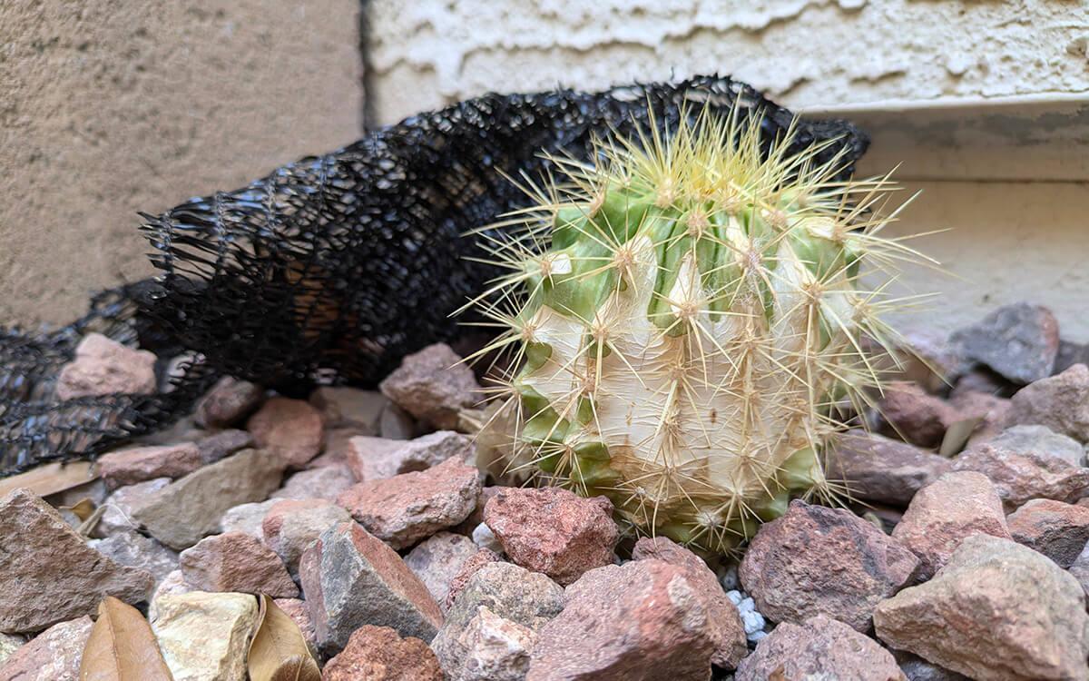 barrel cactus offset scorched by phoenix sun