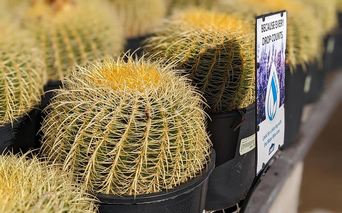 barrel cactus for sale at lowes
