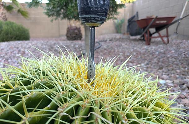 cactus coring