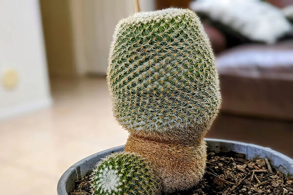 cactus etiolation