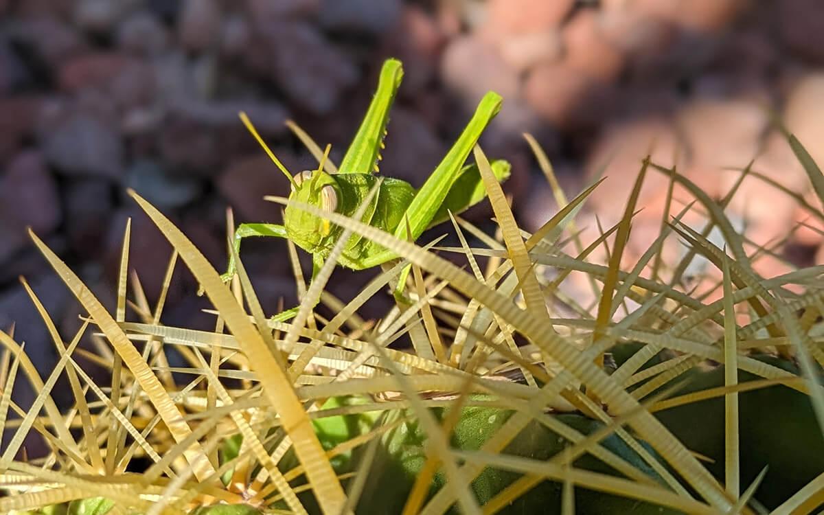 grasshopper perched on a golden barrel cactus