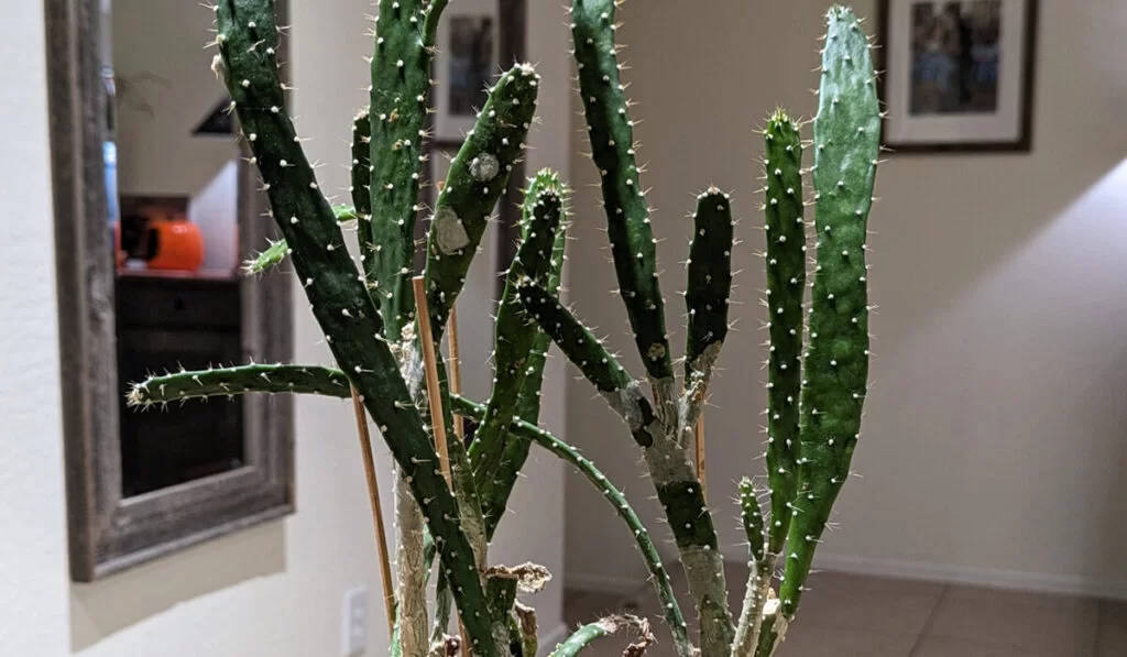 trimmed cactus with callouses and corking