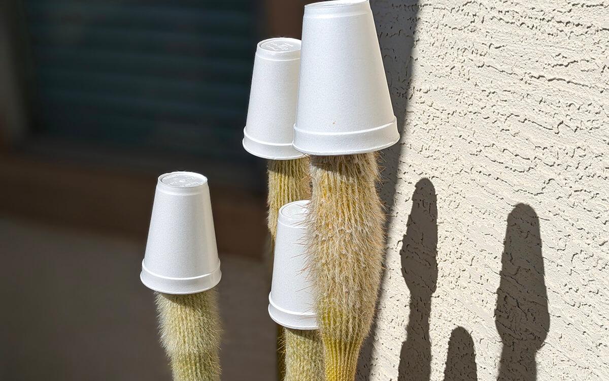 torch cactus with foam cups on top of each column to protect from frost