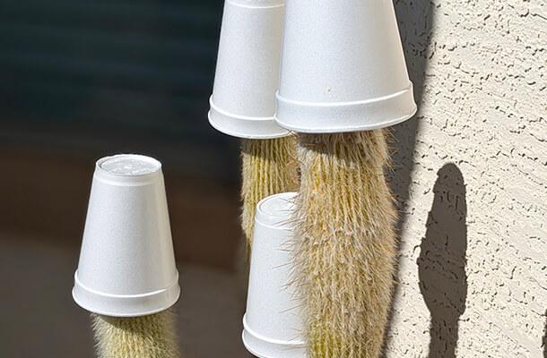 foam cups placed on tips of cactus to prevent frostbite