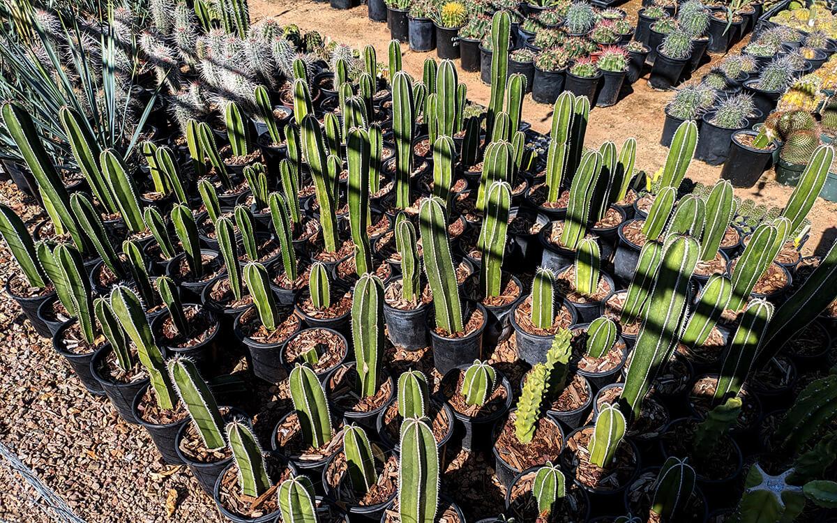 mexican fence post cacti